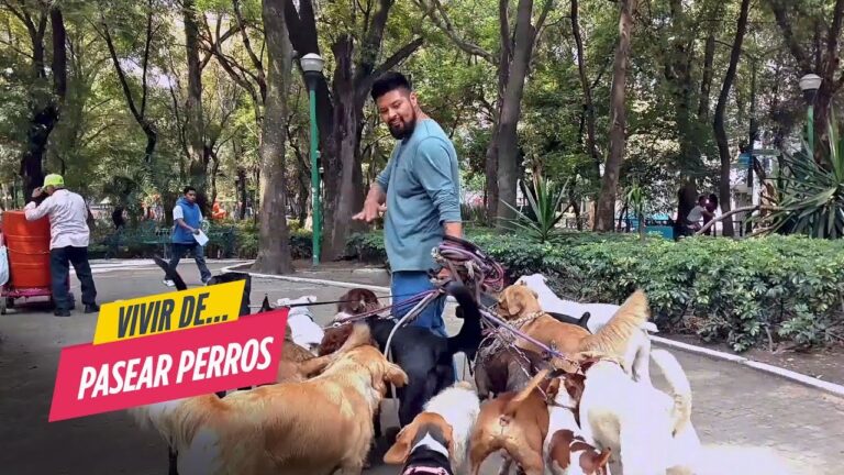 Cuanto se cobra por pasear perros en espana